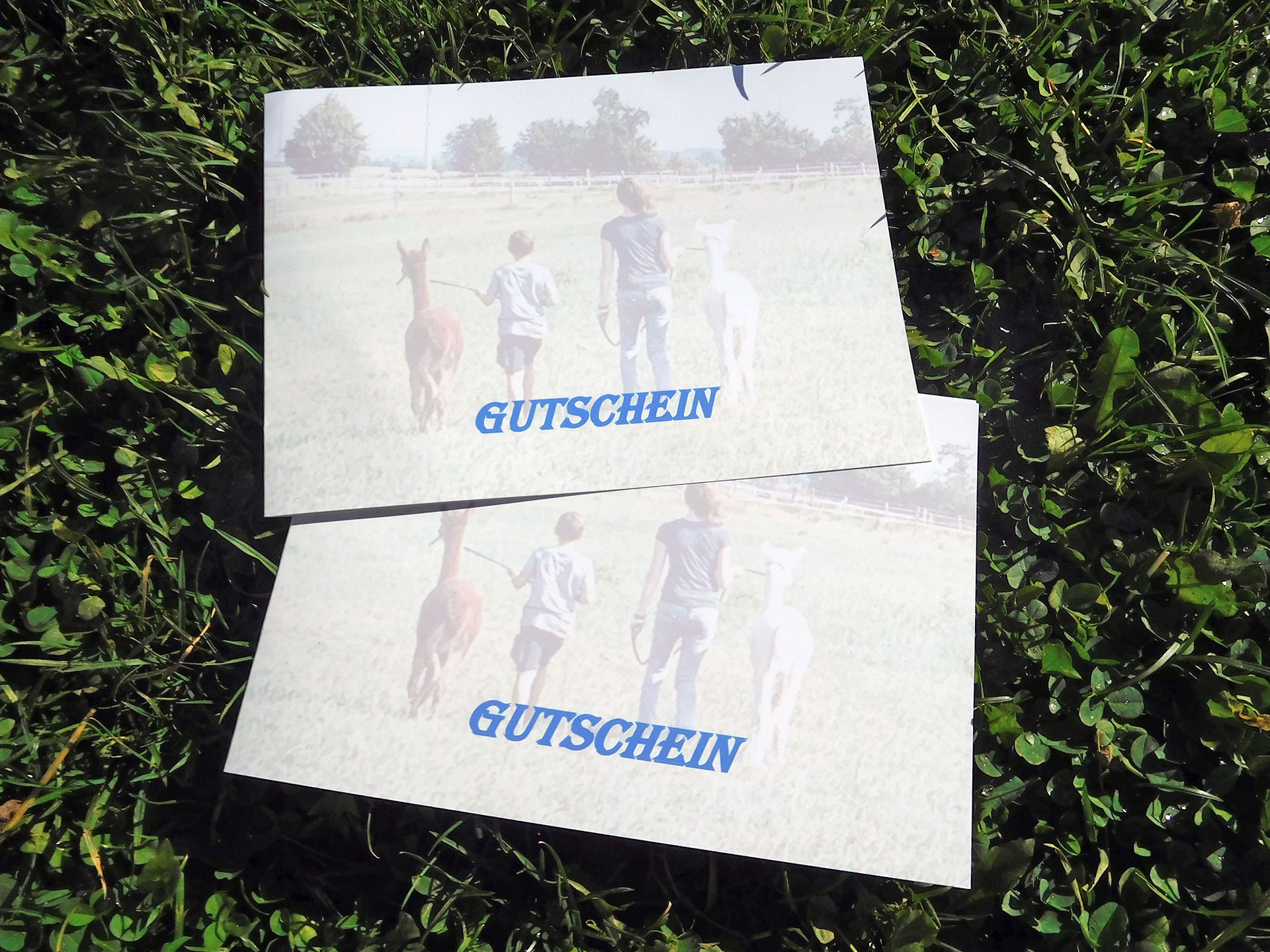 Gutschein Alpaka-Wanderung